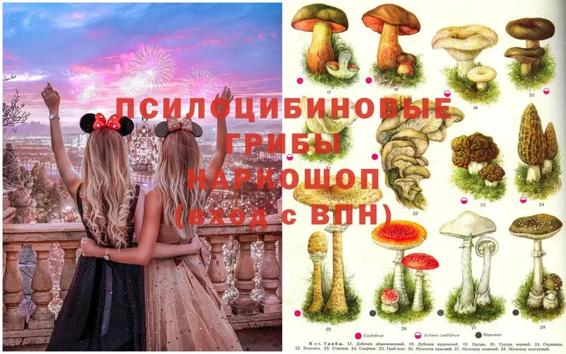 blacksprut зеркало  Касли  Галлюциногенные грибы MAGIC MUSHROOMS  где купить наркотик 